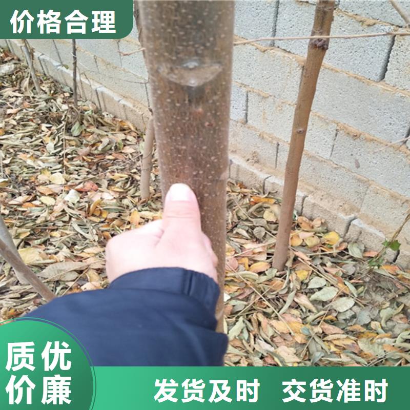 苹果苗视频-江苏省南通市轩园苹果苗可服务区域港闸|崇川|盐城|徐州|扬州|镇江|常州|南京等