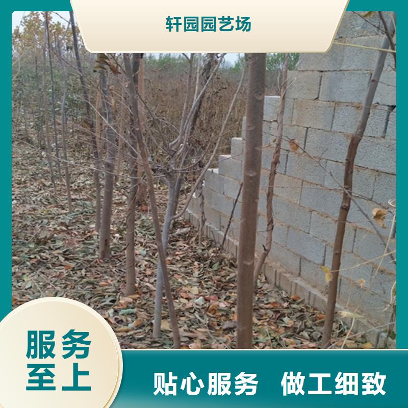 苹果苗视频-江苏省南通市轩园苹果苗可服务区域港闸|崇川|盐城|徐州|扬州|镇江|常州|南京等