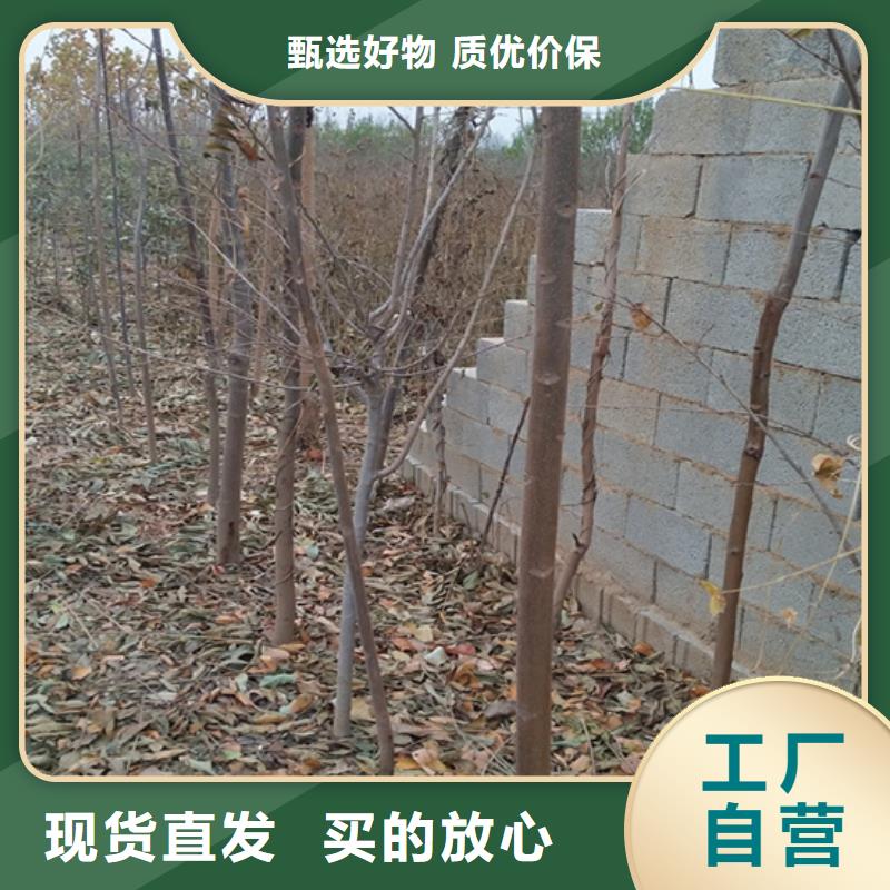 香椿苹果苗根据要求定制