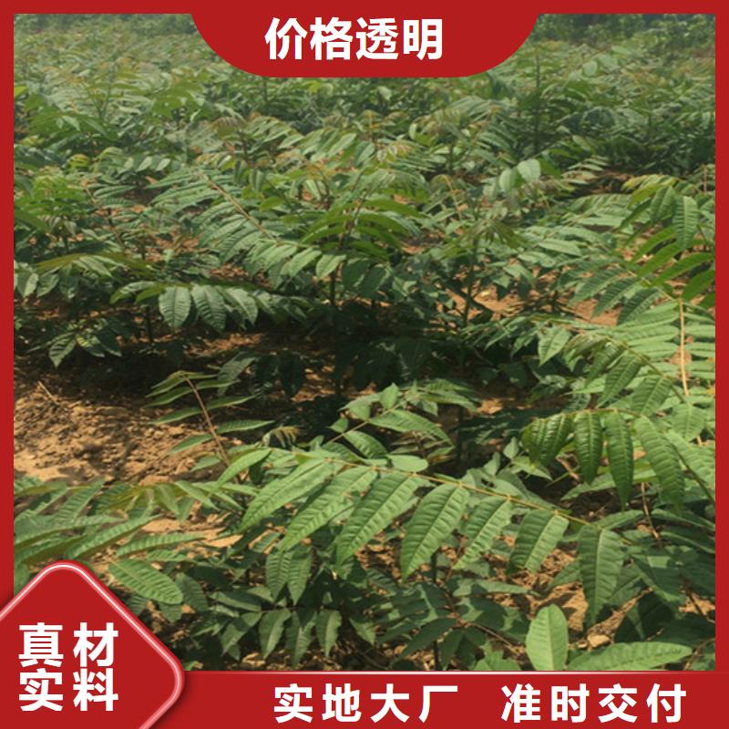 香椿,苹果苗细节严格凸显品质