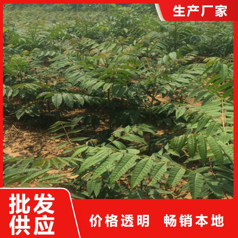 香椿红颜草莓诚信商家服务热情