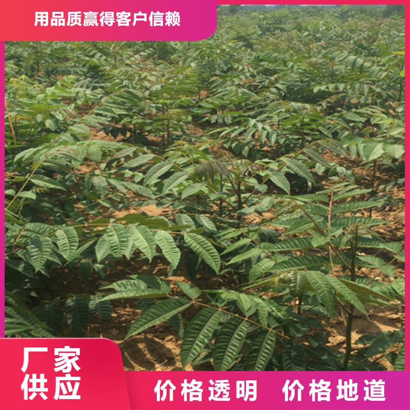 香椿,苹果苗细节严格凸显品质