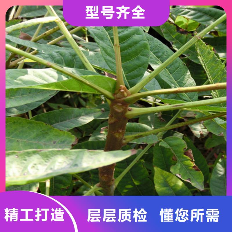 苹果苗视频-贵州省黔西南市轩园苹果苗可服务区域安龙|望谟|六盘水|遵义|黔东南|黔南等