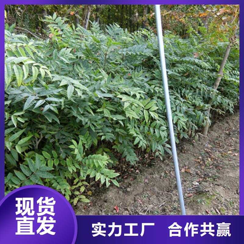 香椿红颜草莓诚信商家服务热情