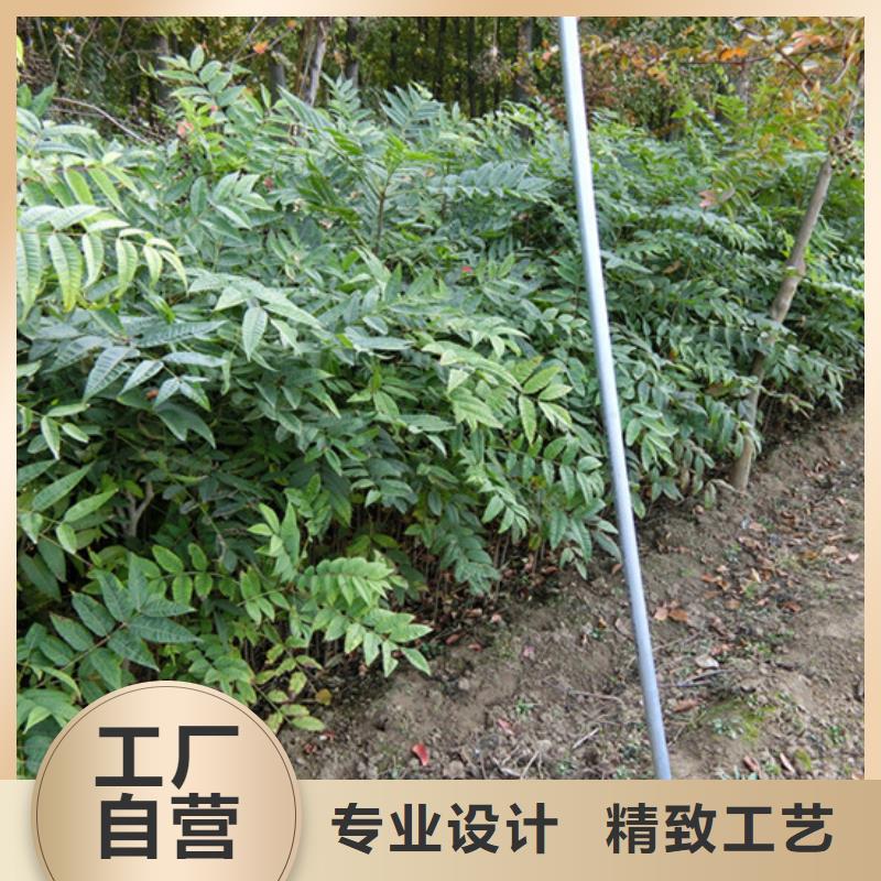 苹果苗视频-贵州省黔西南市轩园苹果苗可服务区域安龙|望谟|六盘水|遵义|黔东南|黔南等