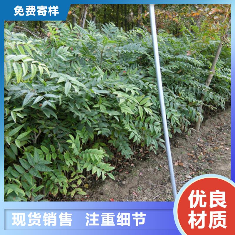苹果苗视频-江苏省南通市轩园苹果苗可服务区域港闸|崇川|盐城|徐州|扬州|镇江|常州|南京等