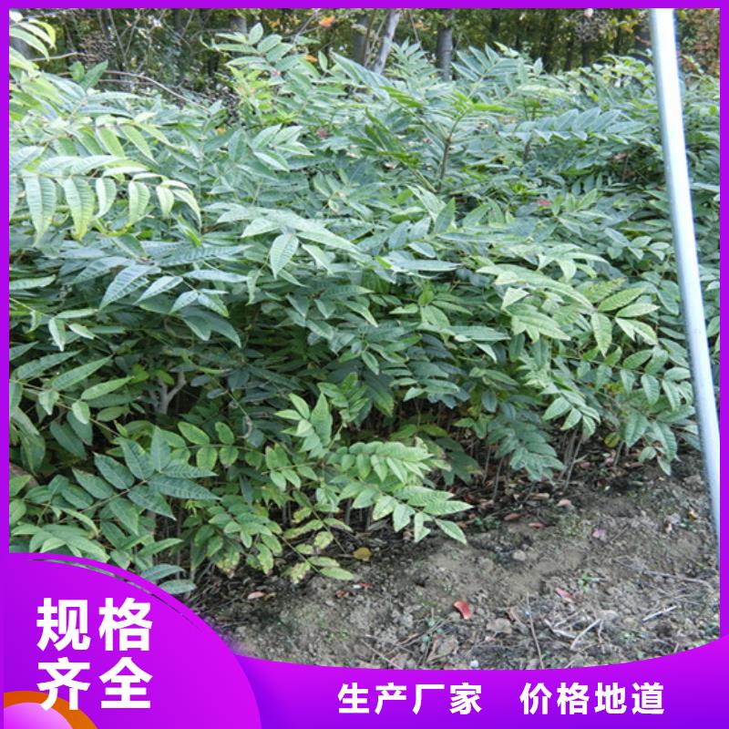 苹果苗视频-苹果苗|甘肃省金昌市|武威|张掖|平凉|甘南