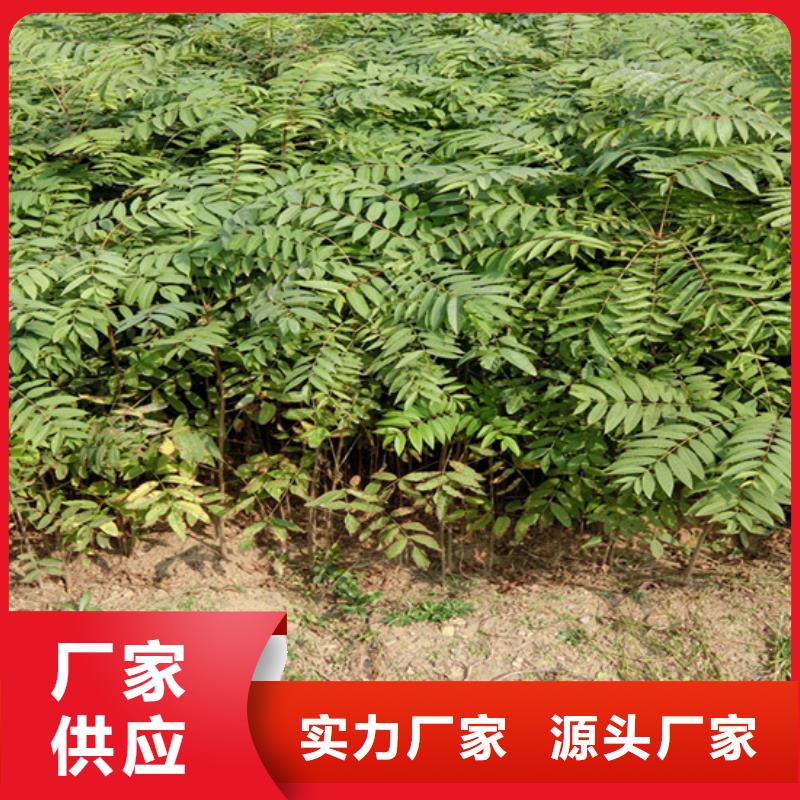 香椿_杏树苗信誉至上