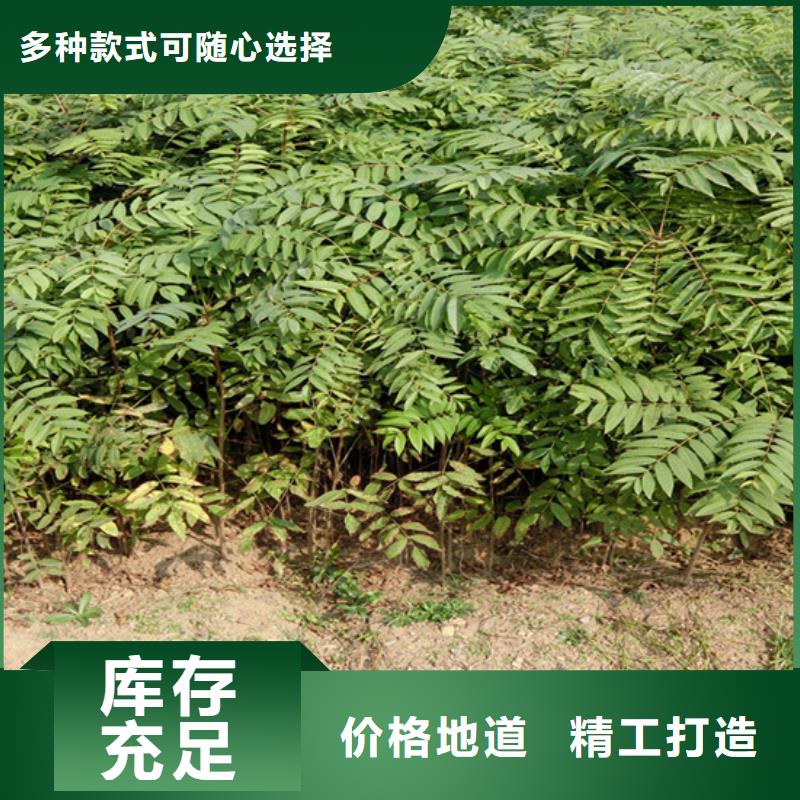 苹果苗视频-江苏省南通市轩园苹果苗可服务区域港闸|崇川|盐城|徐州|扬州|镇江|常州|南京等