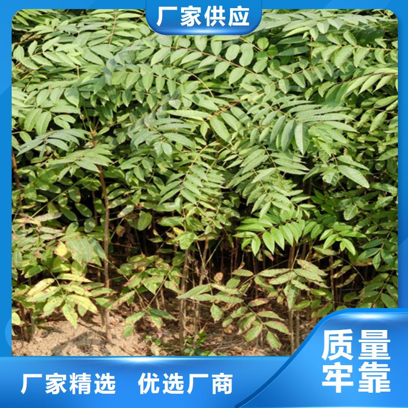 苹果苗视频-苹果苗|甘肃省金昌市|武威|张掖|平凉|甘南