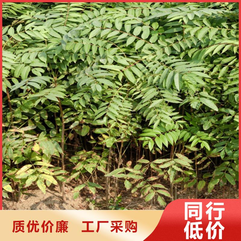 香椿李子苗实力大厂家