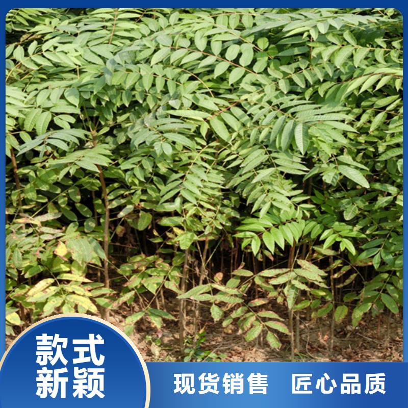 苹果苗视频-贵州省黔西南市轩园苹果苗可服务区域安龙|望谟|六盘水|遵义|黔东南|黔南等