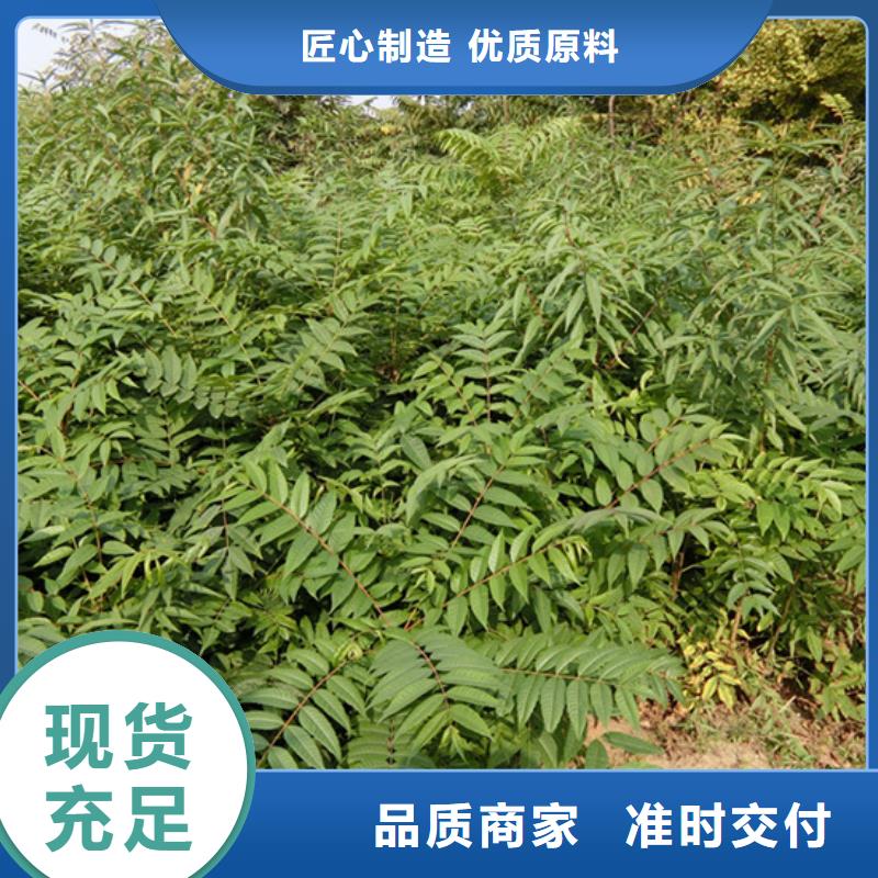 【 香椿,石榴树场报价】-服务区域包括启东|海安|镇江|南京|徐州|连云港|扬州|盐城|淮安等-产品视频
