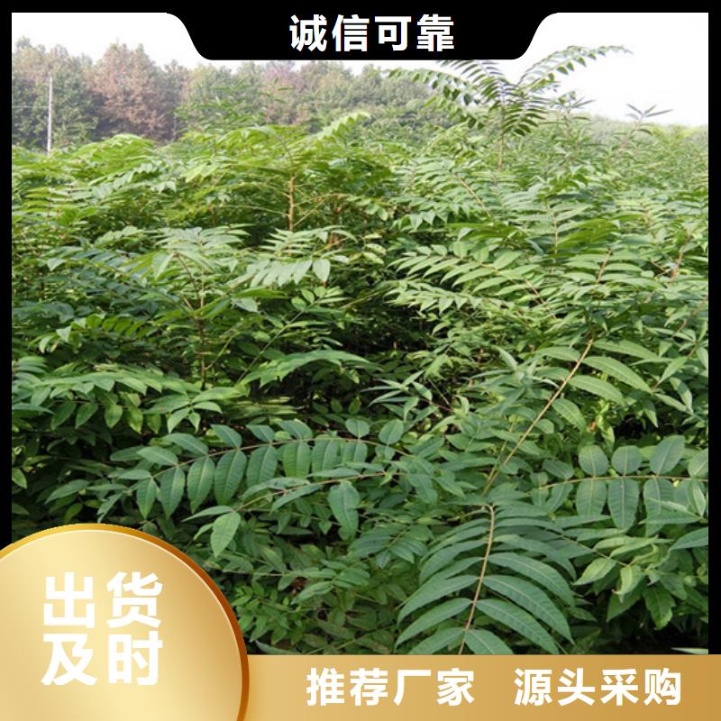 香椿,苹果苗细节严格凸显品质