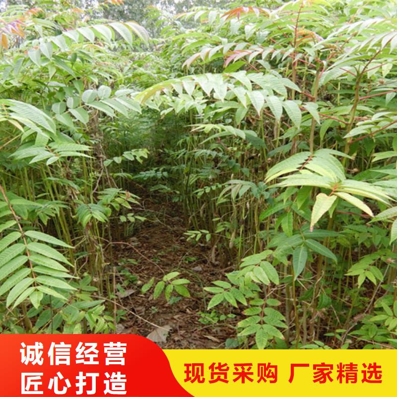 【 香椿 桃树苗的图文介绍】轩园苹果苗
