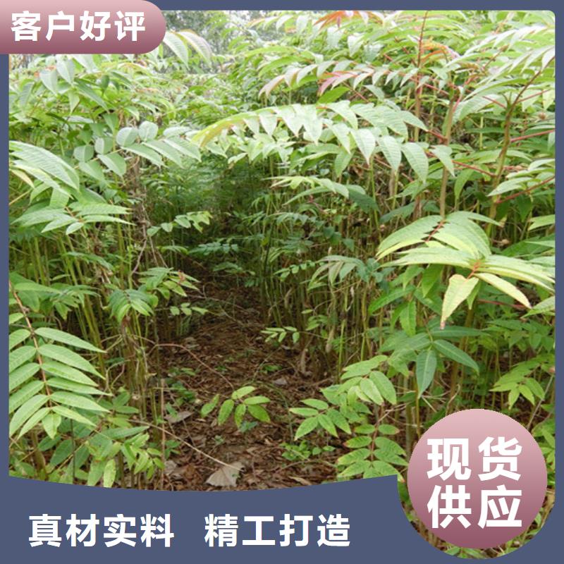 香椿苹果苗种类齐全
