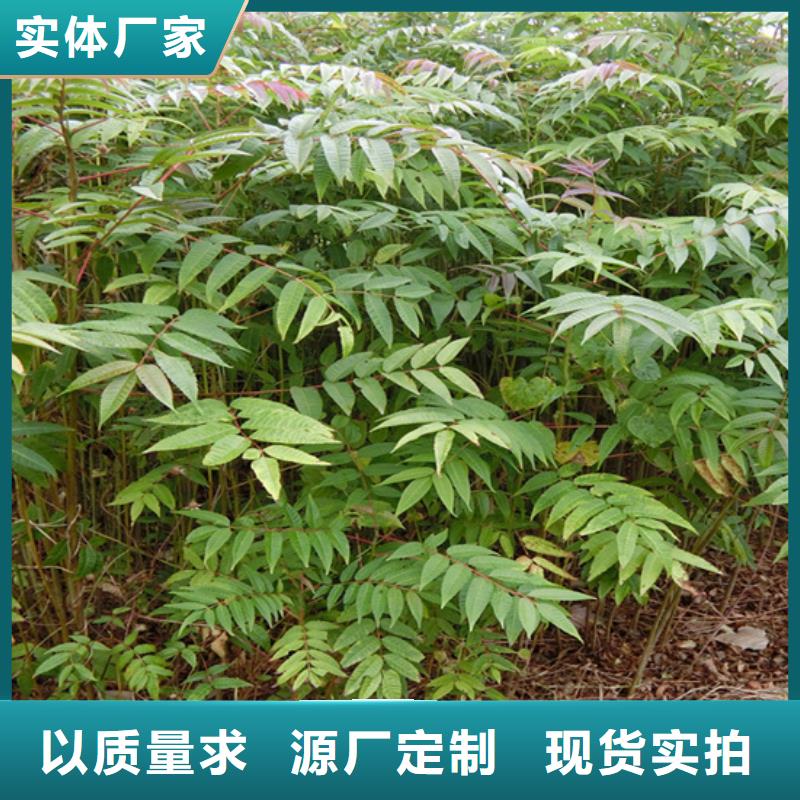 香椿李子苗实力大厂家