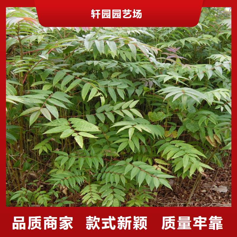 苹果苗视频-贵州省黔西南市轩园苹果苗可服务区域安龙|望谟|六盘水|遵义|黔东南|黔南等