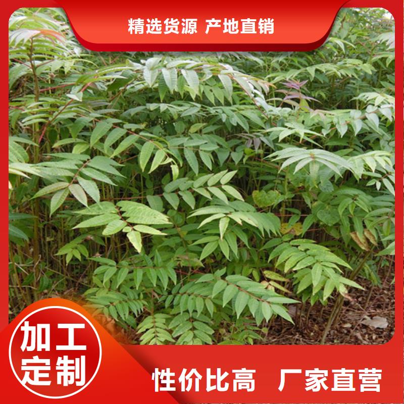 香椿红颜草莓诚信商家服务热情