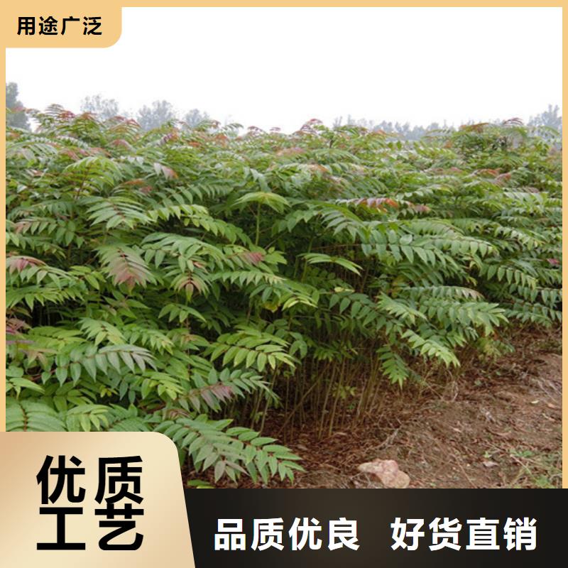 苹果苗视频-江苏省南通市轩园苹果苗可服务区域港闸|崇川|盐城|徐州|扬州|镇江|常州|南京等
