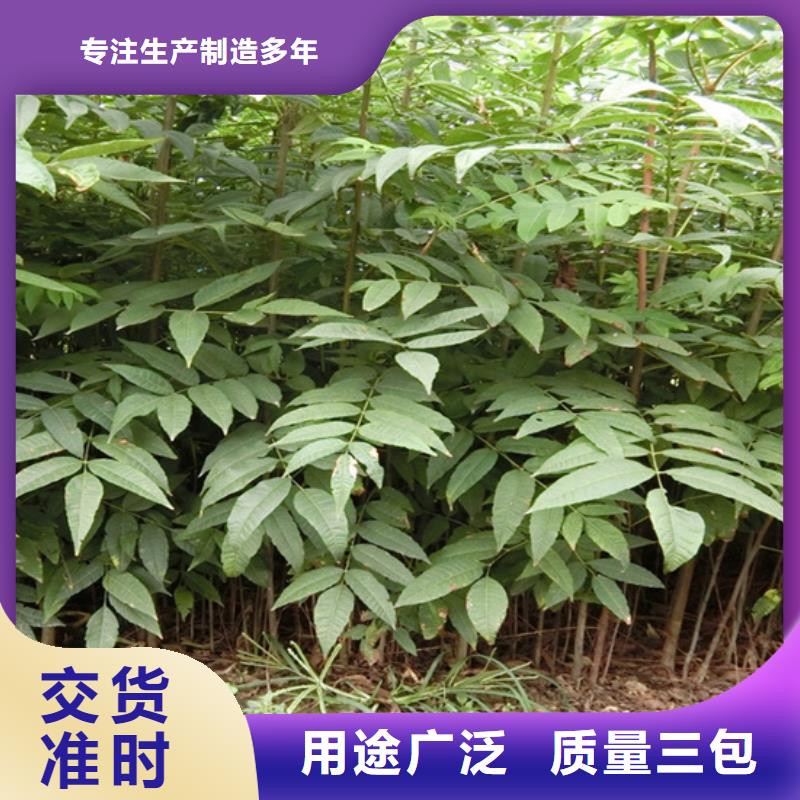 【 香椿 桃树苗的图文介绍】轩园苹果苗