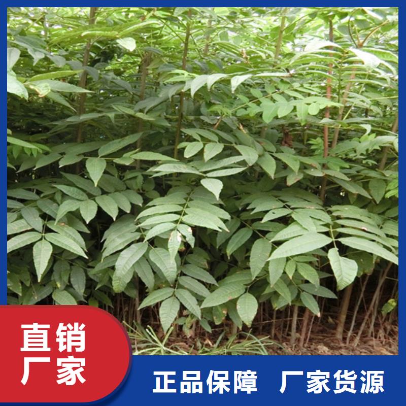 香椿李子苗实力大厂家