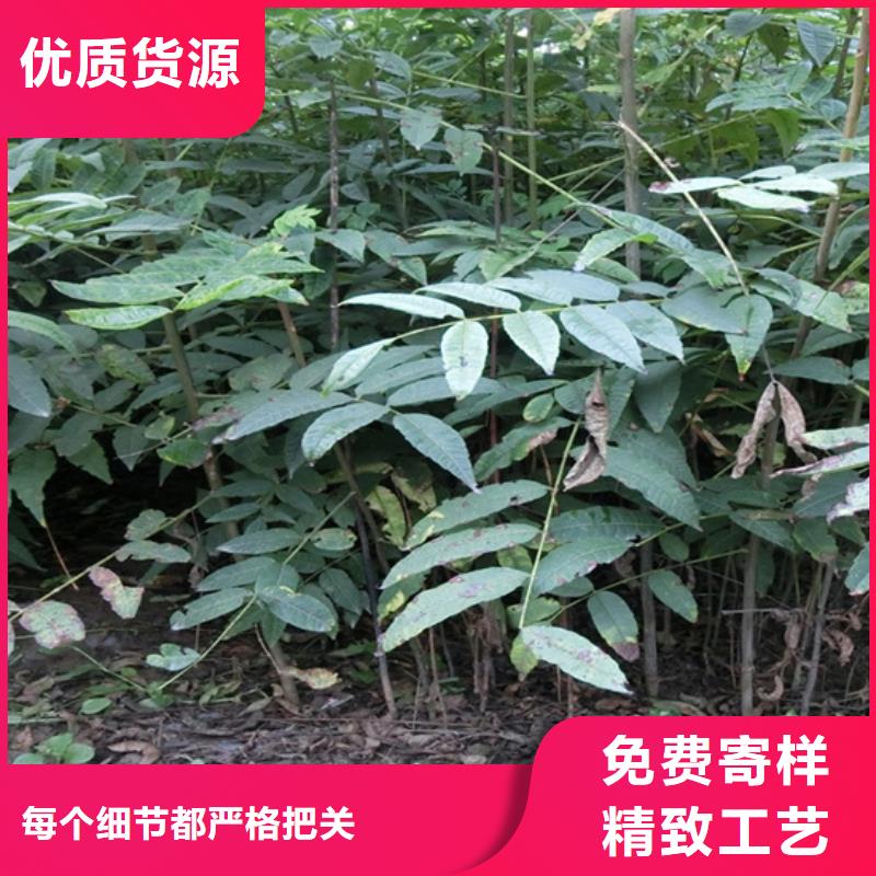 香椿李子苗实力大厂家