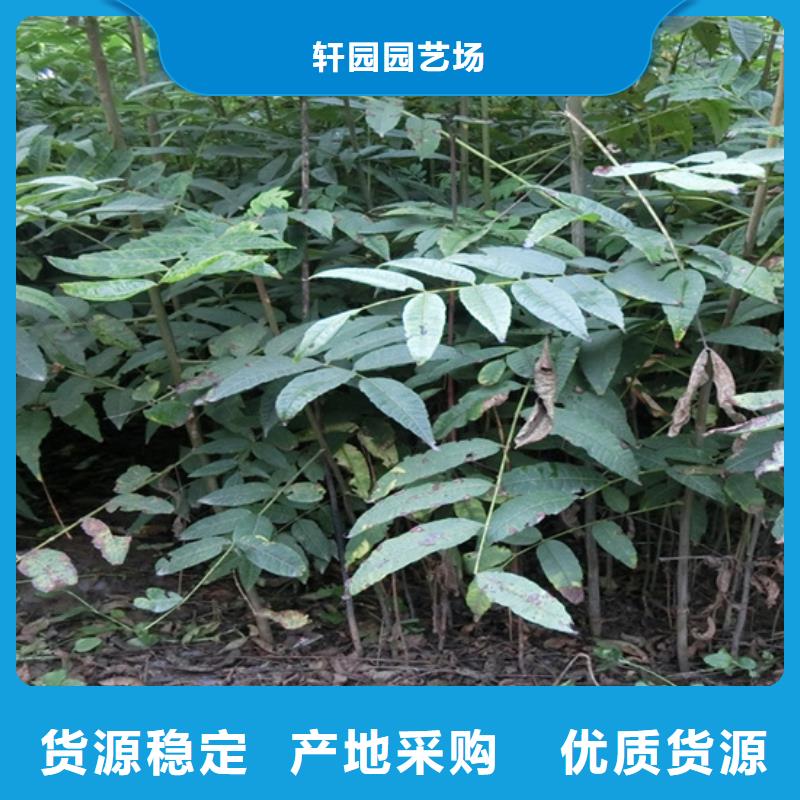 苹果苗视频-江苏省南通市轩园苹果苗可服务区域港闸|崇川|盐城|徐州|扬州|镇江|常州|南京等