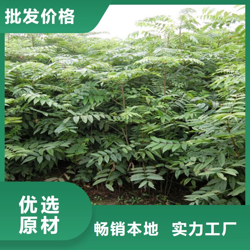 香椿李子苗实力大厂家