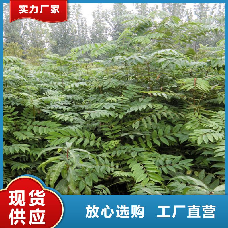 香椿苹果苗根据要求定制
