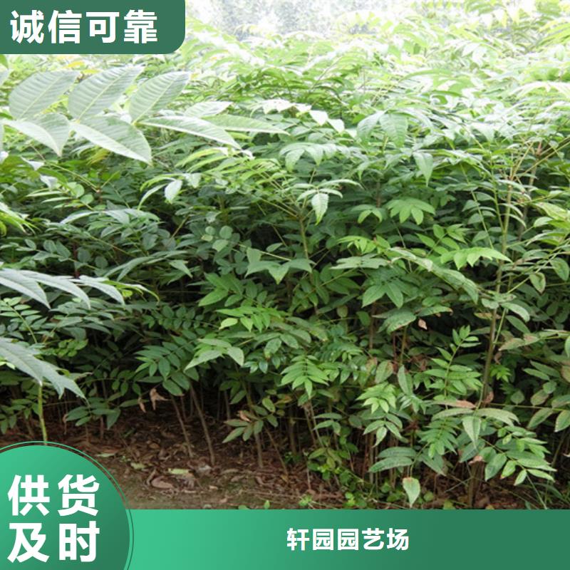【 香椿 桃树苗的图文介绍】轩园苹果苗