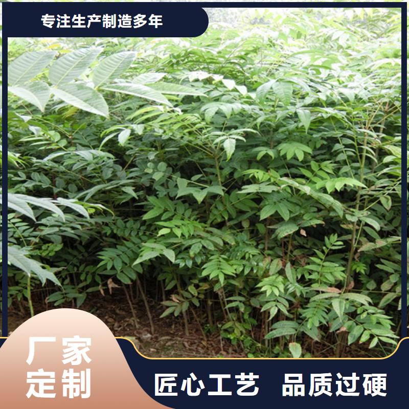 香椿,苹果苗细节严格凸显品质