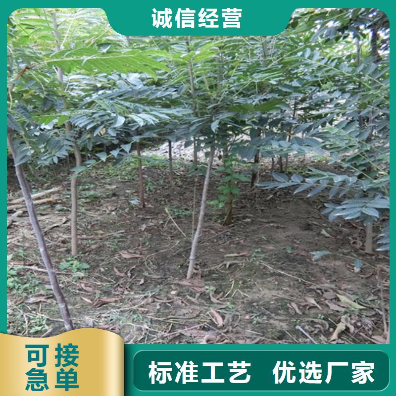 香椿红颜草莓诚信商家服务热情
