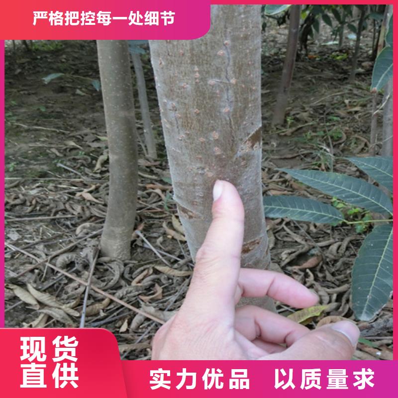 香椿李子苗实力大厂家