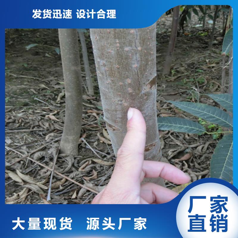 香椿_杏树苗信誉至上