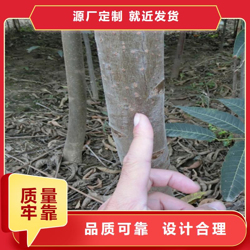 香椿红颜草莓诚信商家服务热情