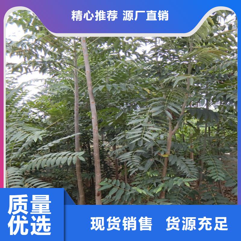 香椿_杏树苗信誉至上