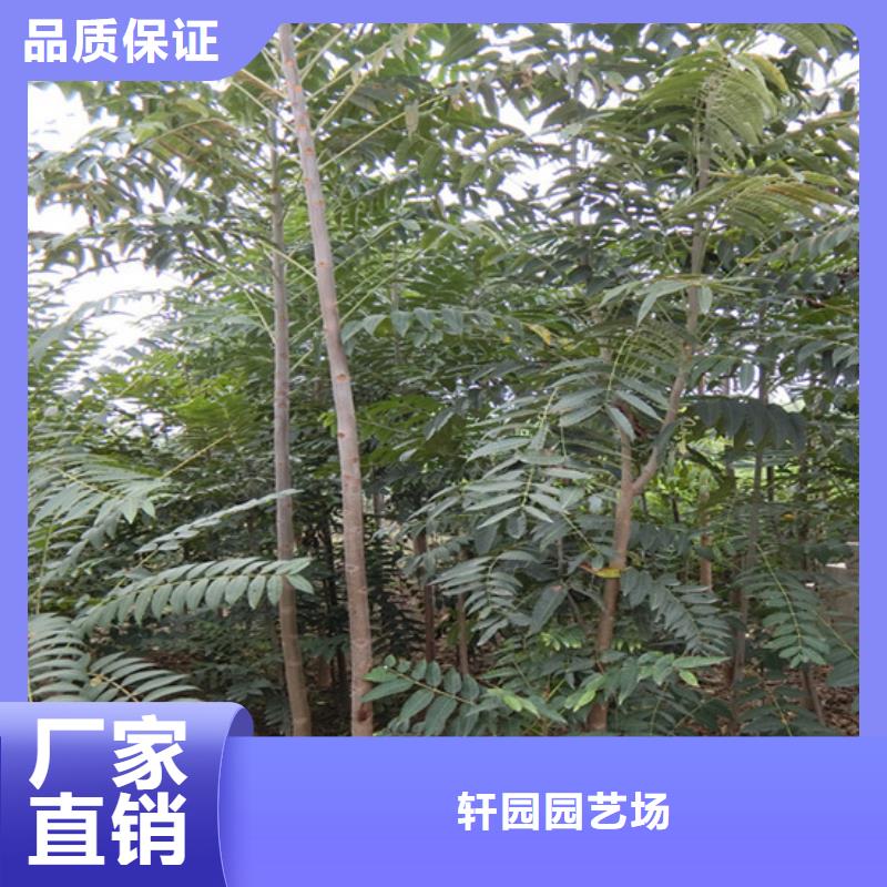 香椿李子苗实力大厂家