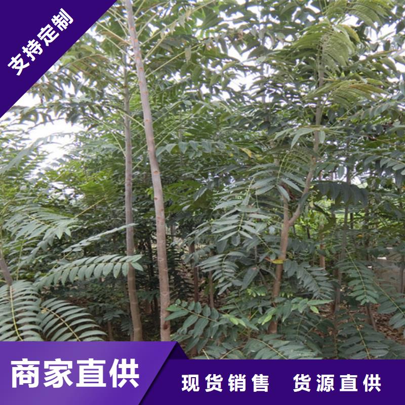 香椿李子苗实力大厂家