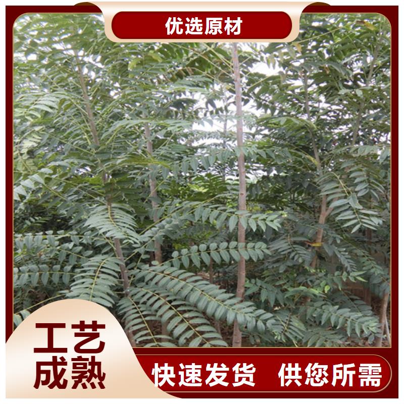 香椿苹果苗种类齐全