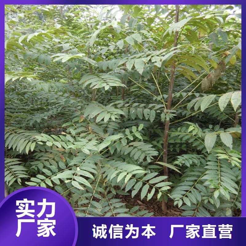 香椿_杏树苗信誉至上
