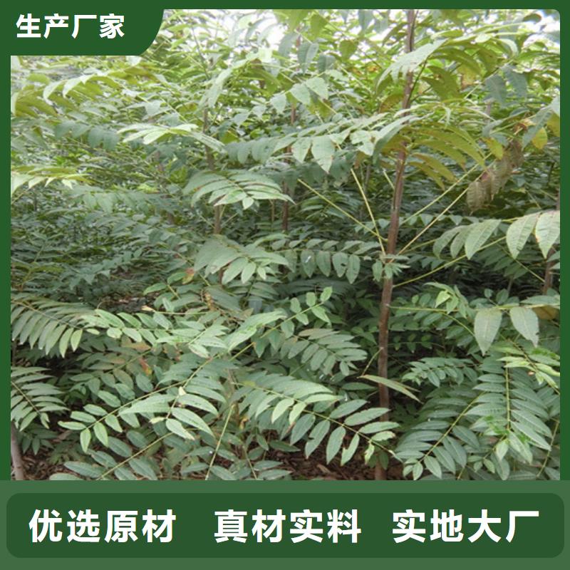 香椿李子苗实力大厂家