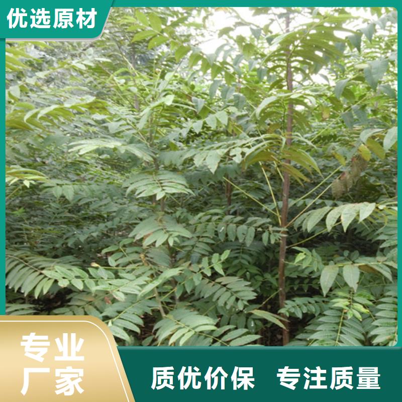 香椿苹果苗种类齐全