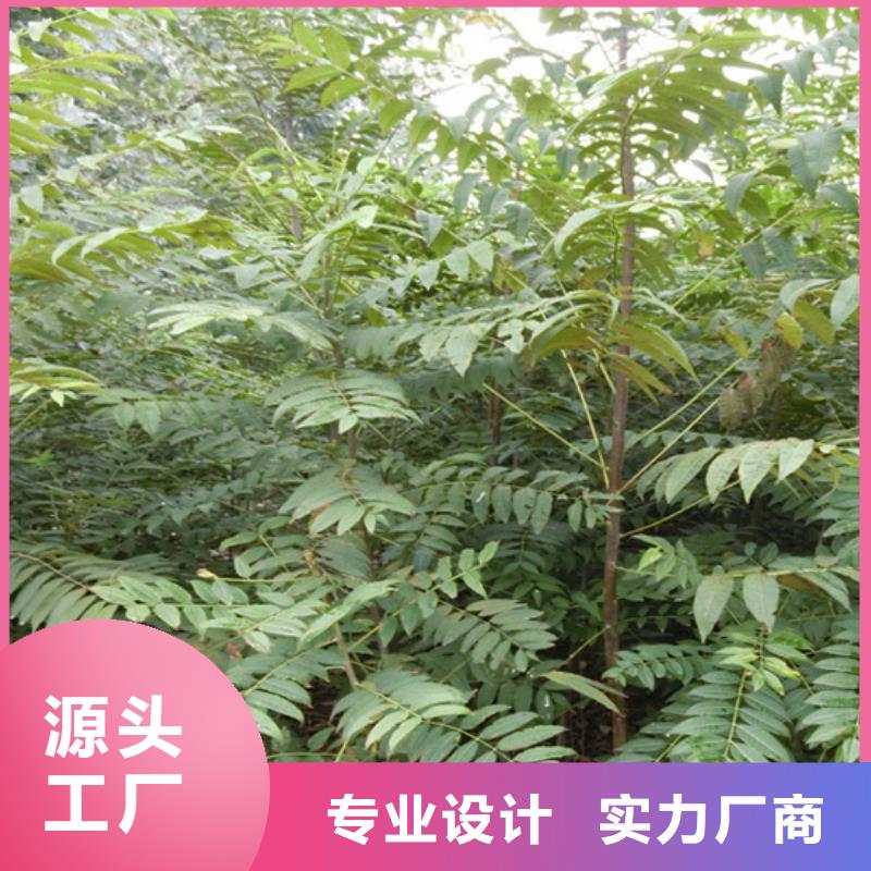 香椿,苹果苗品质无所畏惧