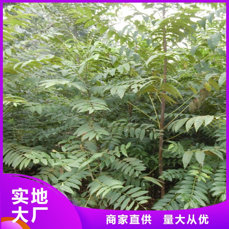 香椿李子苗实力大厂家