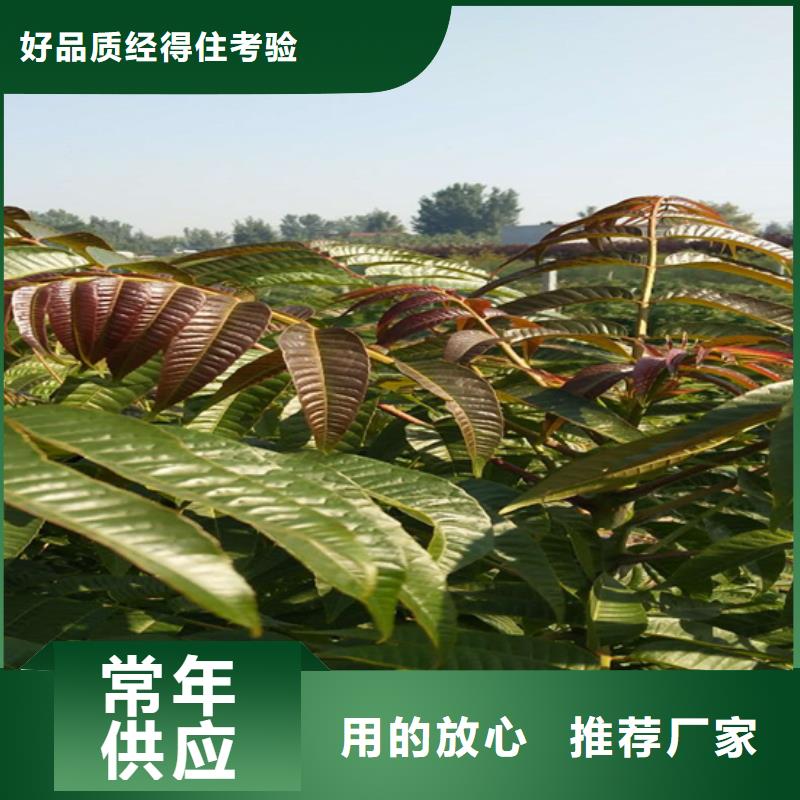 香椿李子苗实力大厂家