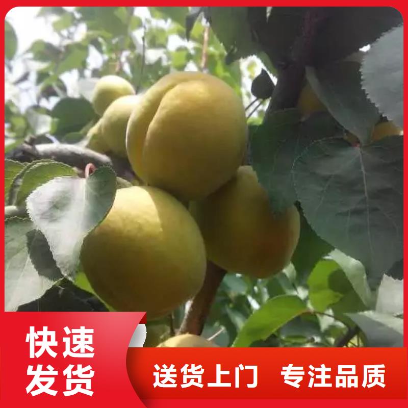 苹果苗视频-黔西南|黔南|贵阳|安顺|黔东南|遵义轩园苹果苗_ 轩园园艺场(贵州省分公司)