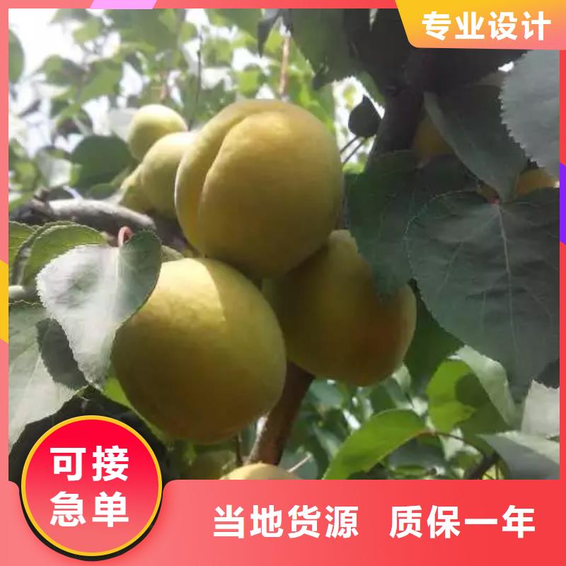 【 杏 无花果苗厂家技术完善】-可发货到路南|路北|邯郸|邢台|承德|石家庄|保定|沧州