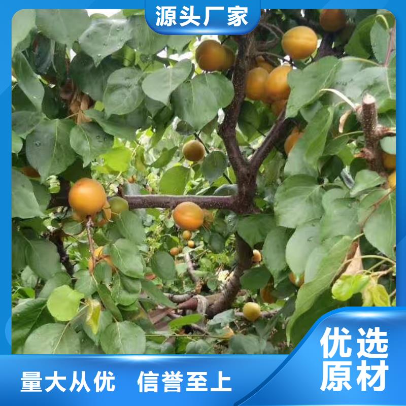 杏桃树苗产品参数