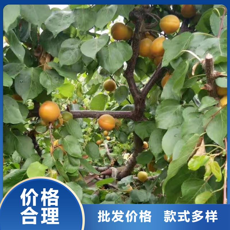 轩园苹果苗杏【樱桃苗】物美价优